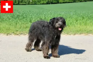 Scopri di più sull'articolo Allevatori di Bouvier des Flandres e cuccioli in Svizzera