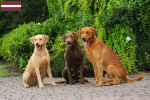 Scopri di più sull'articolo Allevatori di Chesapeake Bay Retriever e cuccioli in Lettonia