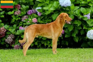 Scopri di più sull'articolo Allevatori di Chesapeake Bay Retriever e cuccioli in Lituania