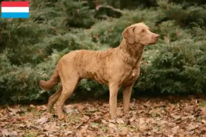 Scopri di più sull'articolo Allevatori di Chesapeake Bay Retriever e cuccioli in Lussemburgo