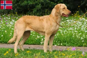 Scopri di più sull'articolo Allevatori di Chesapeake Bay Retriever e cuccioli in Norvegia