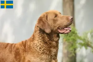 Scopri di più sull'articolo Allevatori e cuccioli di Chesapeake Bay Retriever in Svezia