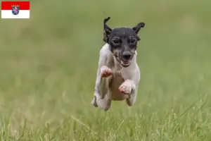 Scopri di più sull'articolo Allevatori di Terrier Giapponese e cuccioli in Assia