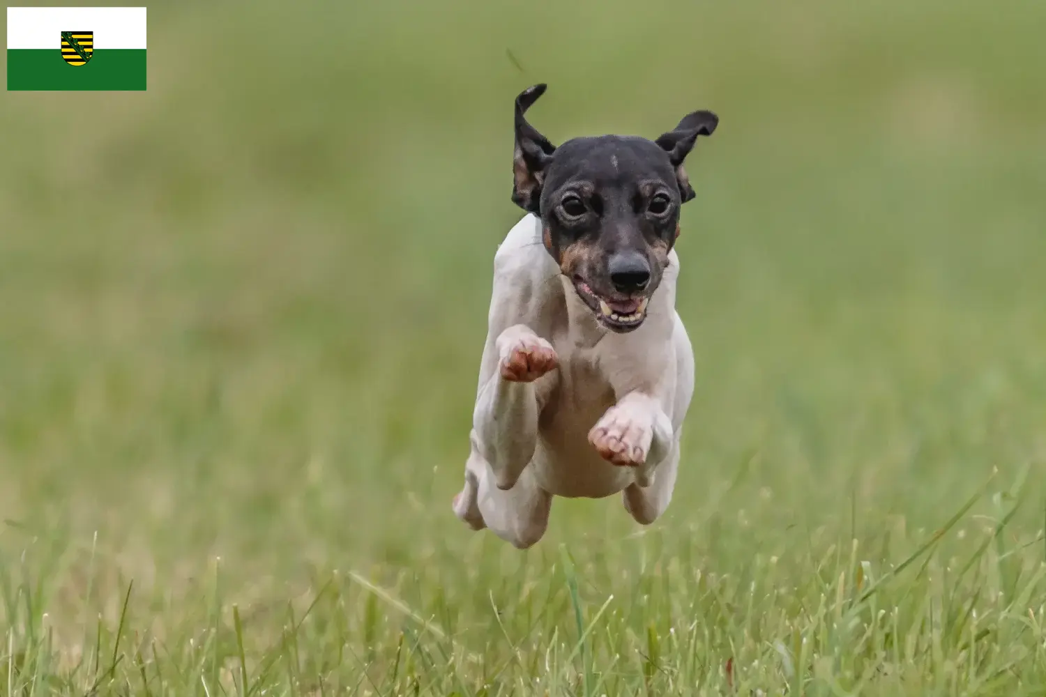 Scopri di più sull'articolo Allevatori di Japanese Terrier e cuccioli in Sassonia