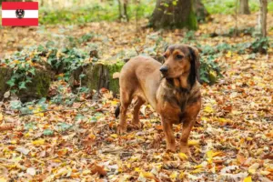 Scopri di più sull'articolo Allevatori di Dachsbracke alpino e cuccioli in Austria