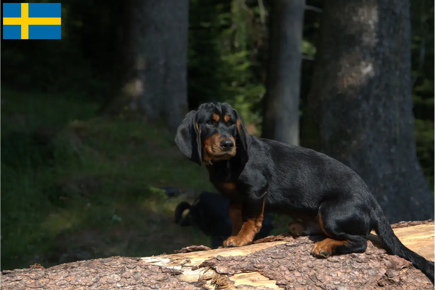 Scopri di più sull'articolo Allevatori di Dachsbracke alpino e cuccioli in Svezia