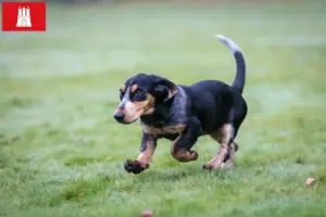 Scopri di più sull'articolo Allevatori di Basset bleu de Gascogne e cuccioli a Amburgo