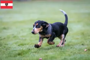 Scopri di più sull'articolo Allevatori di Basset bleu de Gascogne e cuccioli in Austria