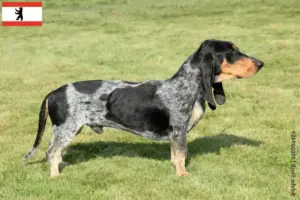 Scopri di più sull'articolo Allevatori di Basset bleu de Gascogne e cuccioli a Berlino