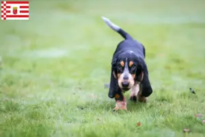 Scopri di più sull'articolo Allevatori di Basset bleu de Gascogne e cuccioli a Brema