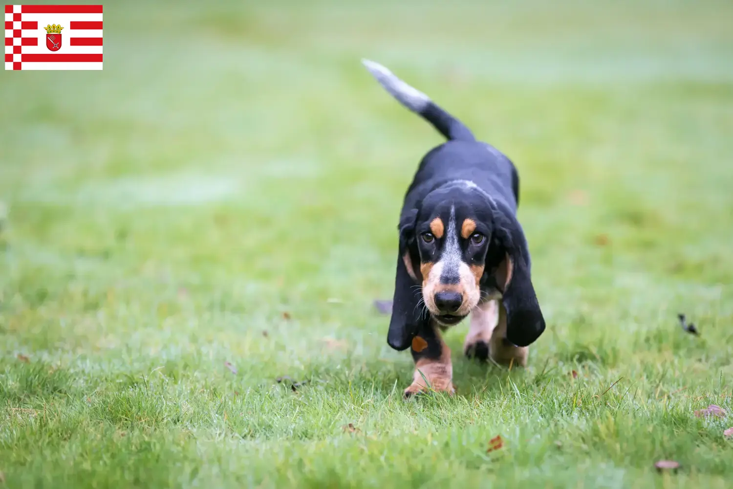 Scopri di più sull'articolo Allevatori di Basset bleu de Gascogne e cuccioli a Brema