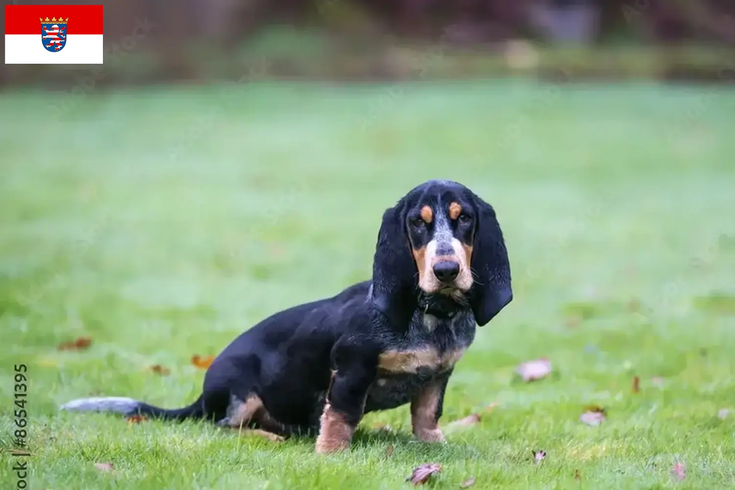 Scopri di più sull'articolo Allevatori di Basset bleu de Gascogne e cuccioli in Assia