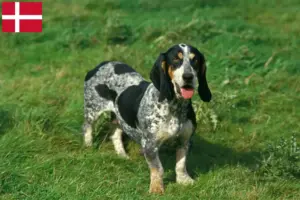 Scopri di più sull'articolo Allevatori e cuccioli di Basset bleu de Gascogne in Danimarca