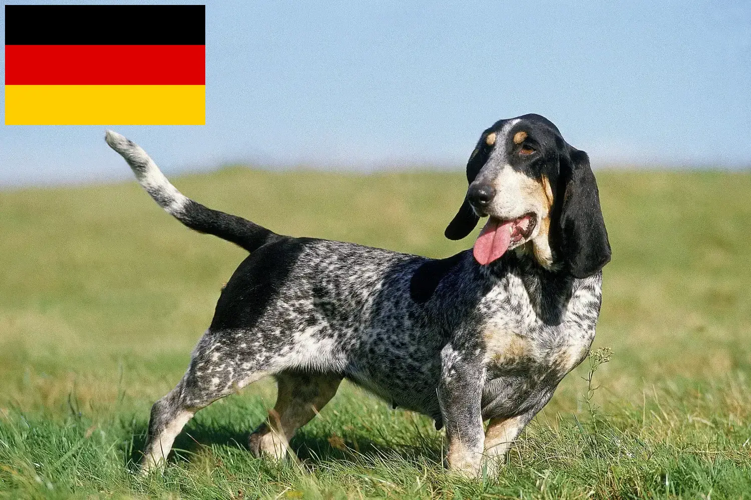 Scopri di più sull'articolo Allevatori e cuccioli di Basset bleu de Gascogne in Germania