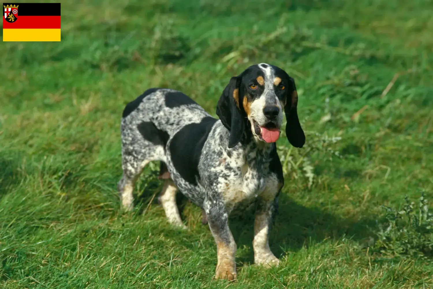 Scopri di più sull'articolo Allevatori di Basset bleu de Gascogne e cuccioli in Renania-Palatinato