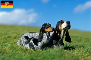 Scopri di più sull'articolo Allevatori di Basset bleu de Gascogne e cuccioli in Saarland