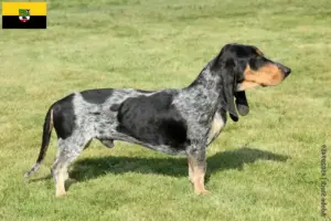 Scopri di più sull'articolo Allevatori di Basset bleu de Gascogne e cuccioli in Sassonia-Anhalt