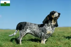 Scopri di più sull'articolo Allevatori di Basset bleu de Gascogne e cuccioli in Sassonia