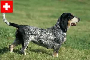 Scopri di più sull'articolo Allevatori di Basset bleu de Gascogne e cuccioli in Svizzera