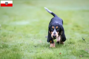 Scopri di più sull'articolo Allevamenti di Basset bleu de Gascogne e cuccioli in Turingia