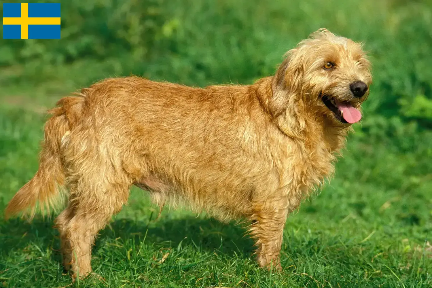 Scopri di più sull'articolo Allevatori di Basset fauve de Bretagne e cuccioli in Svezia