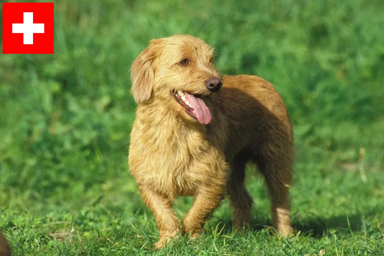 Scopri di più sull'articolo Allevatori di Basset fauve de Bretagne e cuccioli in Svizzera