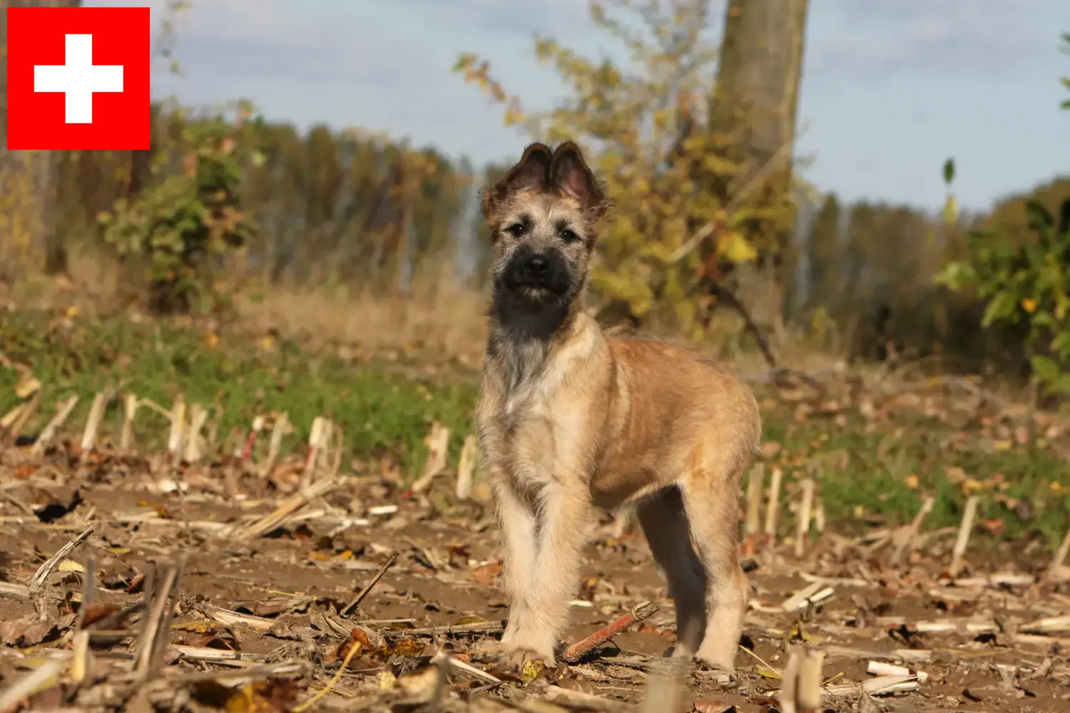 Scopri di più sull'articolo Allevatori di Bouvier des Ardennes e cuccioli in Svizzera