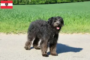 Scopri di più sull'articolo Allevatori di Bouvier des Flandres e cuccioli in Austria