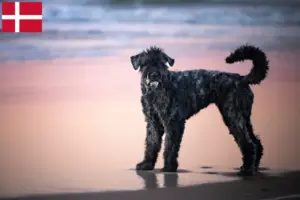 Scopri di più sull'articolo Allevatori di Bouvier des Flandres e cuccioli in Danimarca