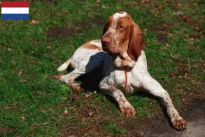 Scopri di più sull'articolo Allevatori di Bracco Italiano e cuccioli in Olanda