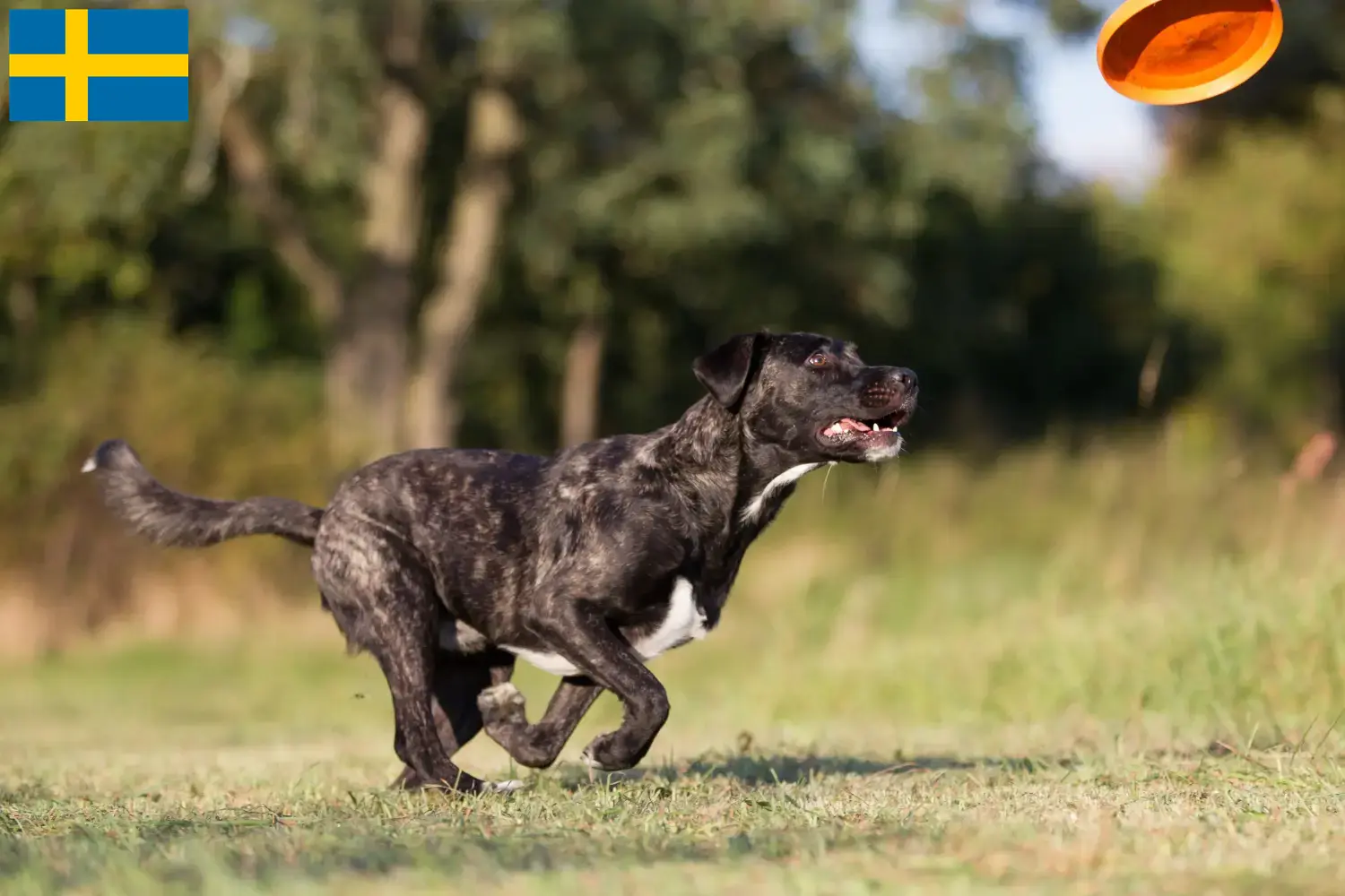 Scopri di più sull'articolo Allevatori di Cão Fila de São Miguel e cuccioli in Svezia