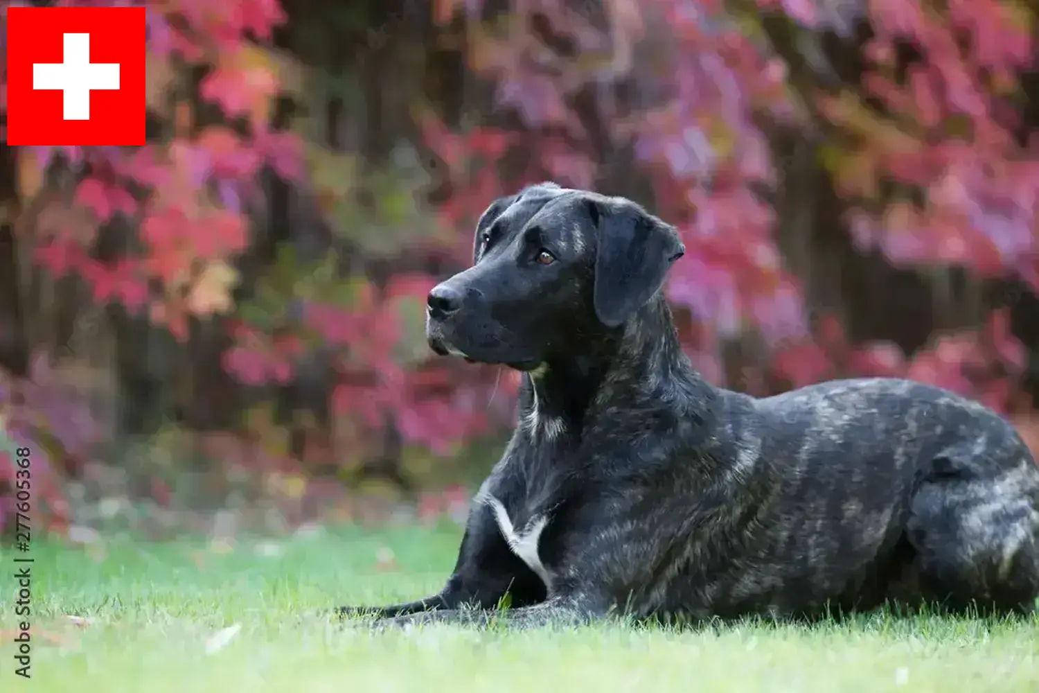 Scopri di più sull'articolo Allevatori di Cão Fila de São Miguel e cuccioli in Svizzera