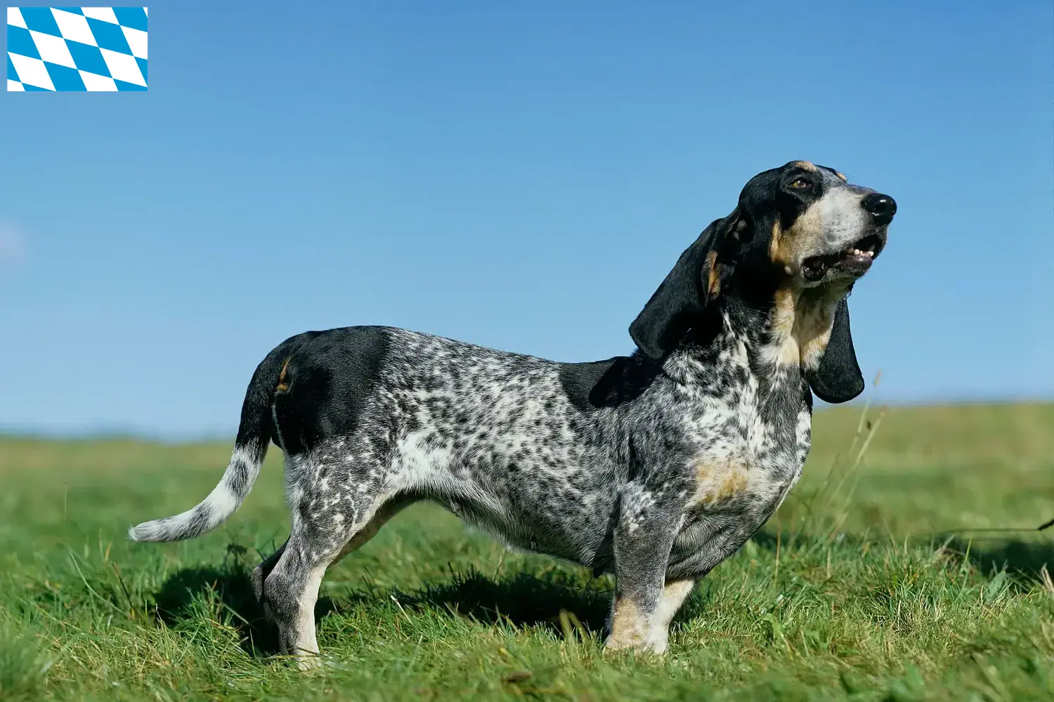 Scopri di più sull'articolo Allevamenti di Basset bleu de Gascogne e cuccioli in Baviera