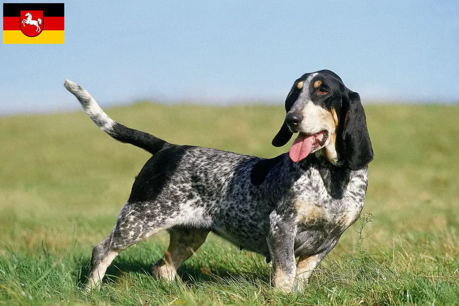 Scopri di più sull'articolo Allevatori di Basset bleu de Gascogne e cuccioli in Bassa Sassonia