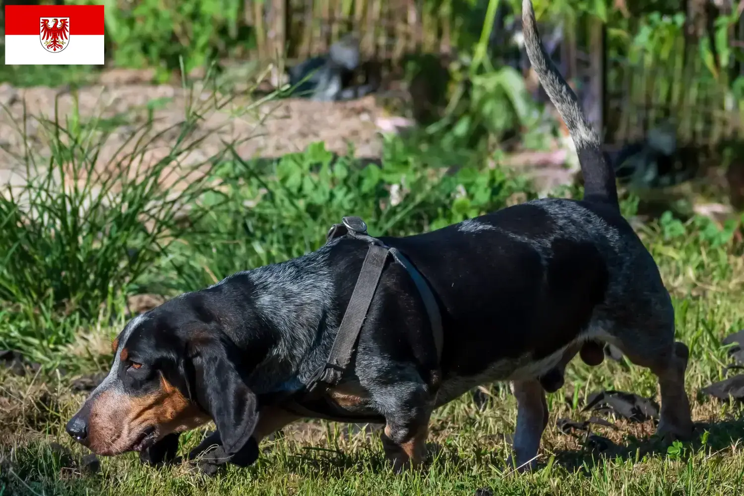 Scopri di più sull'articolo Allevatori di Basset bleu de Gascogne e cuccioli a Brandeburgo