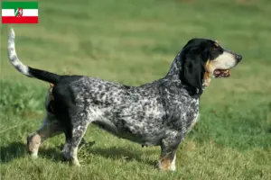 Scopri di più sull'articolo Allevatori di Basset bleu de Gascogne e cuccioli in Nord Reno-Westfalia