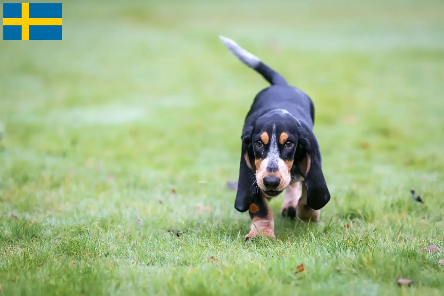 Scopri di più sull'articolo Allevatori di Basset bleu de Gascogne e cuccioli in Svezia