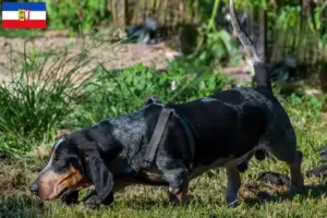 Scopri di più sull'articolo Allevatori di Basset bleu de Gascogne e cuccioli in Schleswig-Holstein