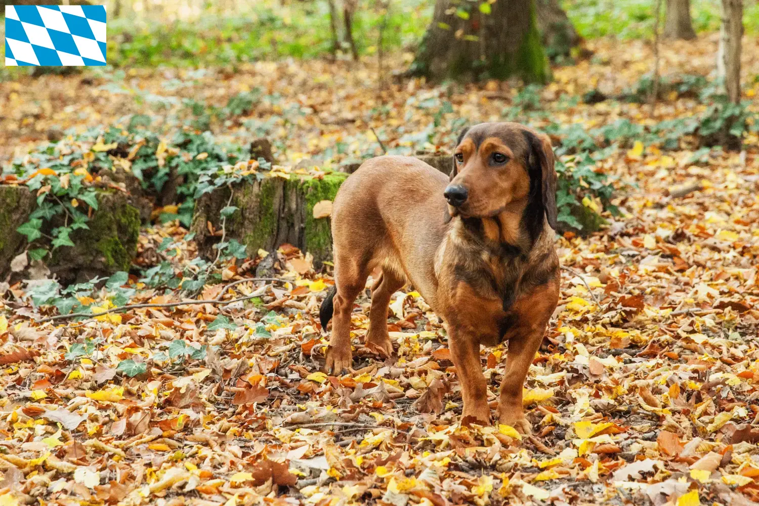 Scopri di più sull'articolo Allevatori e cuccioli di Dachsbracke alpino in Baviera