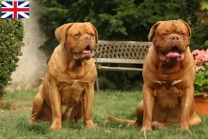 Scopri di più sull'articolo Allevatori di Dogue de Bordeaux e cuccioli in Gran Bretagna