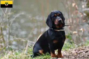 Scopri di più sull'articolo Allevatori e cuccioli di Dachsbracke alpino in Sassonia-Anhalt