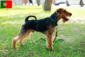 Scopri di più sull'articolo Allevatori e cuccioli di Welsh Terrier in Portogallo
