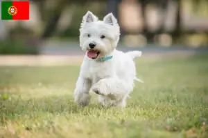 Scopri di più sull'articolo Allevatori e cuccioli di Westie in Portogallo