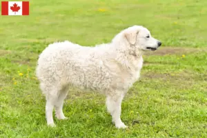 Scopri di più sull'articolo Allevatori di Kuvasz e cuccioli in Canada