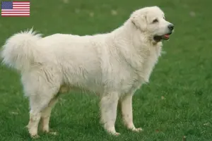 Scopri di più sull'articolo Allevatori di cani da pastore Tatra e cuccioli in USA