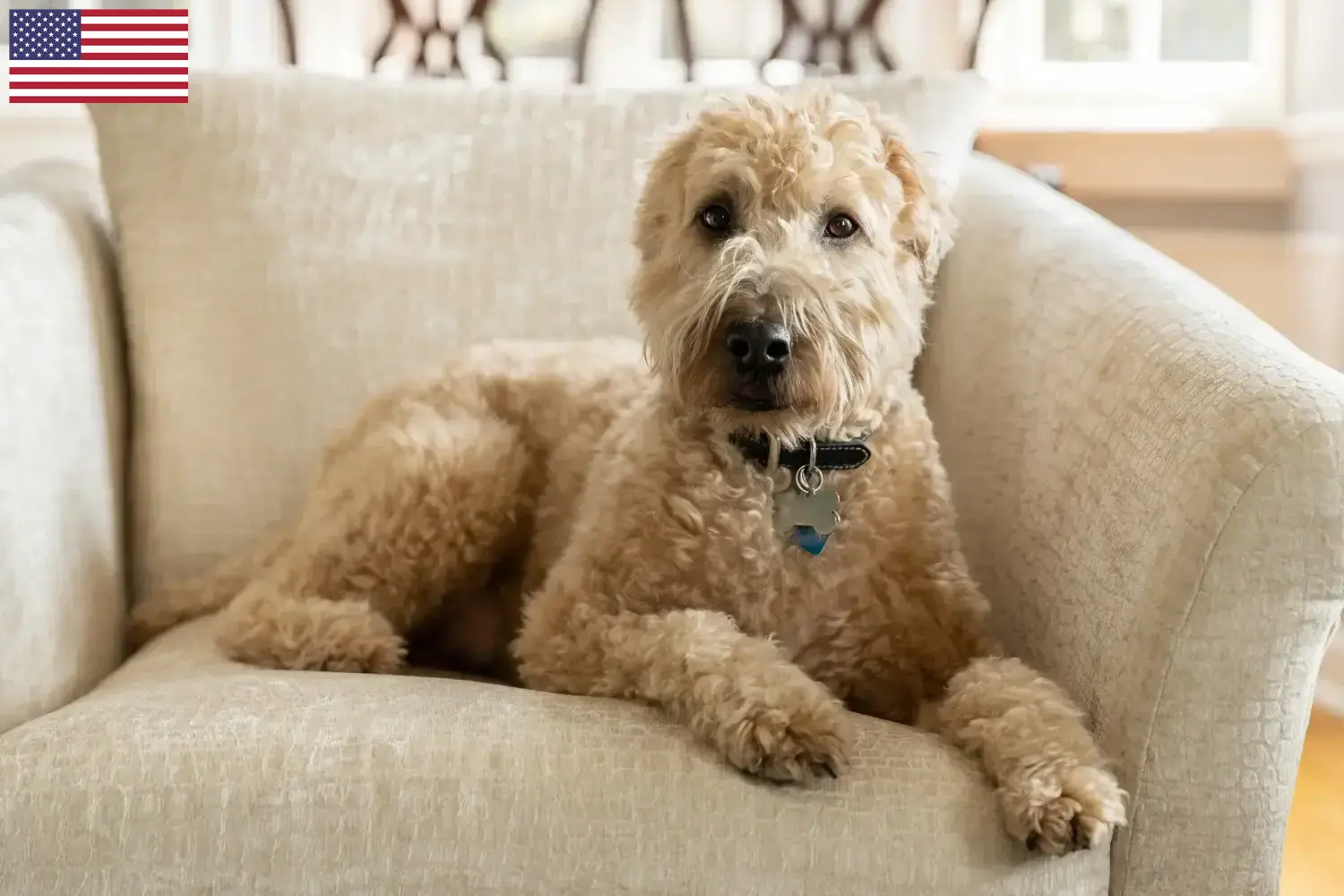 Scopri di più sull'articolo Allevatori e cuccioli di Irish Soft Coated Wheaten Terrier negli Stati Uniti d’America